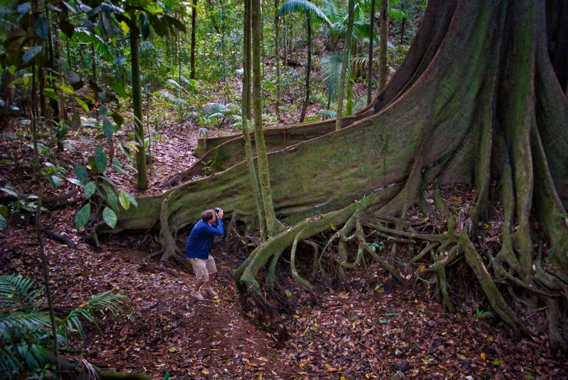 Würgefeige in Queensland, Australien