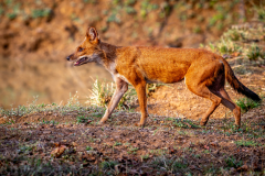 Wildhund