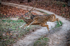 DSC0240-Verbessert-RR-2-Kopie