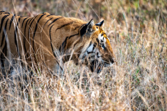 Tiger im Profil