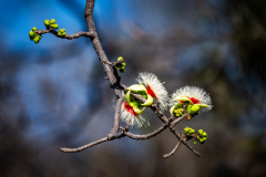 Blüte