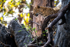 Leopard