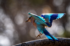 Indian Roller