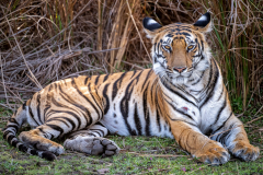 Majestätischer Tiger
