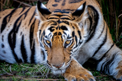 Tiger Nahaufnahme