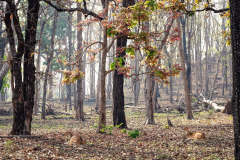 Wald mit Rehen