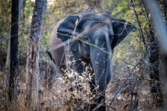 Ein wilder Elefant lugt durch das Dickicht