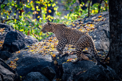Leopard auf der Pirsch