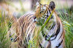 Tiger-close-up-Kopie