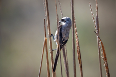 DSC0378-Verbessert-RR