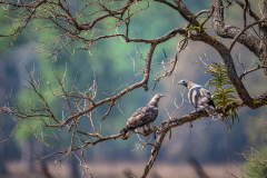 DSC0401-Verbessert-RR