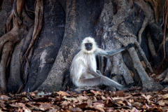 DSC0759-Verbessert-RR