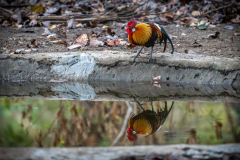 DSC1586-Verbessert-RR