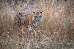 DSC2031-Verbessert-RR-2-Bearbeitet