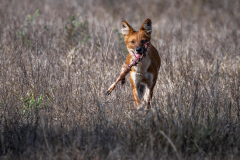 DSC2250-Verbessert-RR