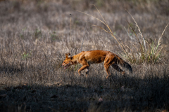 DSC2392-Verbessert-RR