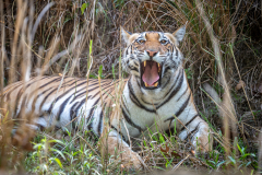 DSC2493-Verbessert-RR