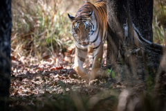 DSC2504-Verbessert-RR