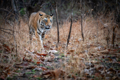 DSC3055-Verbessert-RR-Bearbeitet