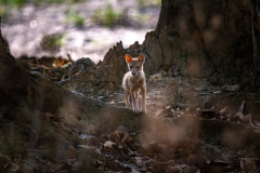 DSC3314-Verbessert-RR