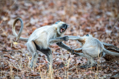 DSC3455-Verbessert-RR