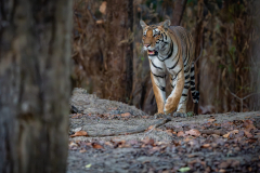 DSC3646-Verbessert-RR