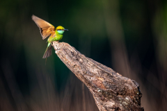 DSC3689-Verbessert-RR