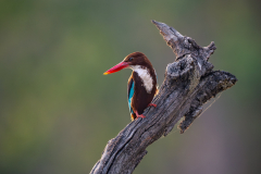 DSC3729-Verbessert-RR