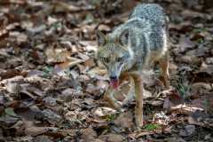 DSC3747-Verbessert-RR