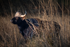 DSC4434-Bearbeitet