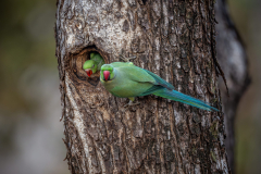 DSC6882-Verbessert-RR