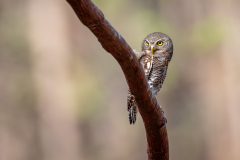 DSC7533-Verbessert-RR-2