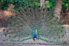 DSC8338-Verbessert-RR