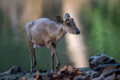 DSC8395-Verbessert-RR-Bearbeitet