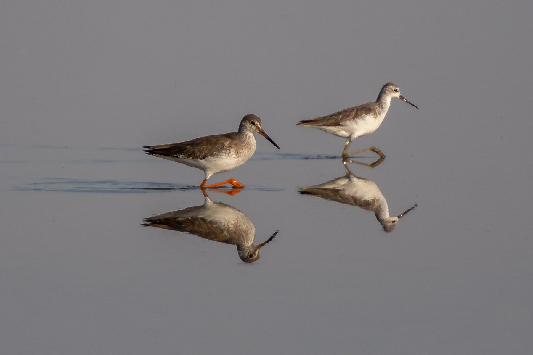 Birds in Little Rann of Kutch National Park
