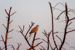 DSC0904 DSC0904