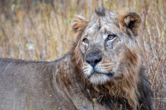 Asian Lion in Gir National Park