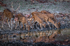 DSC_7222-Kopie