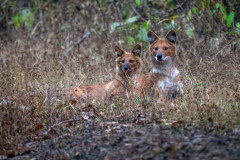 DSC_9419-1
