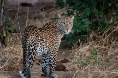 Leopard im Chobe Nationalpark, Botswana