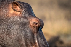 Nilpferd, Chobe Nationalpark Botswana
