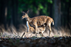 Axishirsch-Kitz-trinkt-bei-Mutter-Kanha-Nationalpark-klein