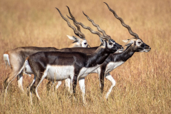 Blackbuck-Antilopen-in-Gujarat-Velavadar-Nationalpark-klein