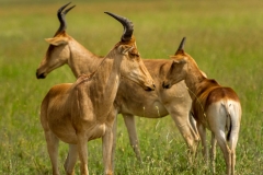 Antilopen in der Serengeti, Tansania