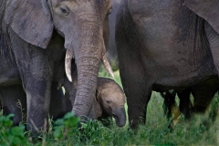 Elefantenfamilie, Tansania