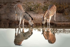 Zebras am Wasserloch im Etosha Nationalpark, Namibia