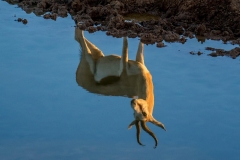 Spiegelung am Wasserloch, Etosha Nationalpark Namibia