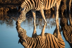 Zebra mit Spiegelung, Kämpfende Böcke, Etosha Nationalpark Namibia