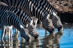 Zebras trinken am Wasserloch, Etosha Nationalpark Namibia