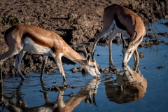 Wasserloch, Etosha Nationalpark Namibia